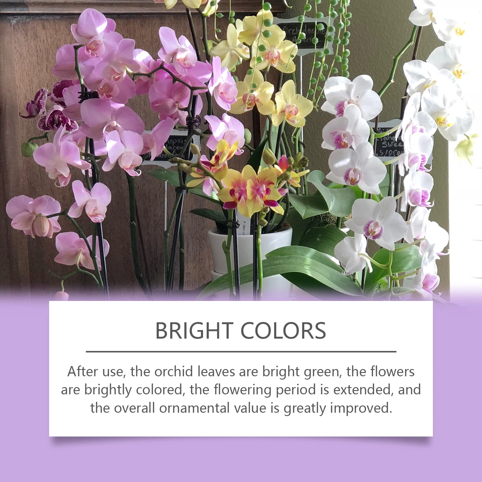 Orchid Plant Growth Agent - Fl - огляд і ціна Plant Pot