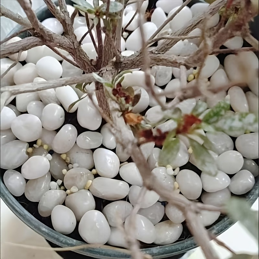 300/600g Polished White Pebble - огляд і ціна Indoor Herb Garden