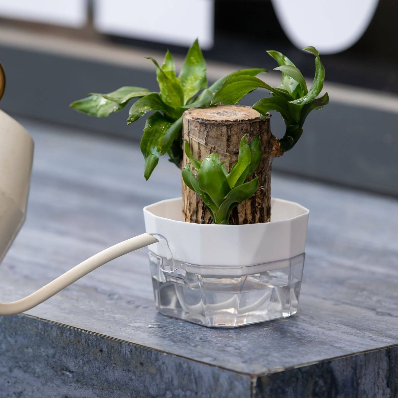 Hydroponic Bulb Vase 2-Tier De - огляд і ціна Plant Pot