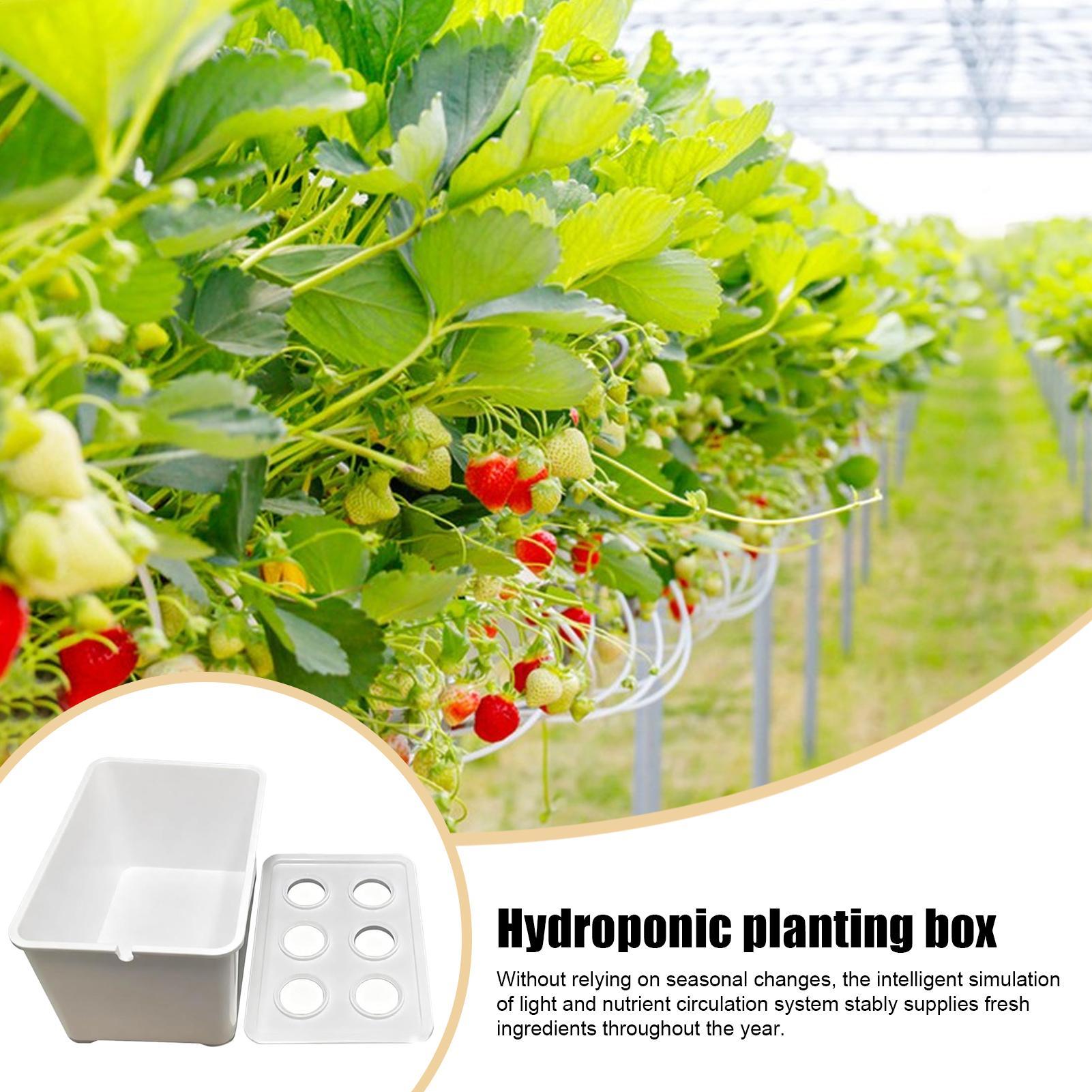 Hydroponic Planting Kit Beginn - огляд і ціна Hydroponic Kit