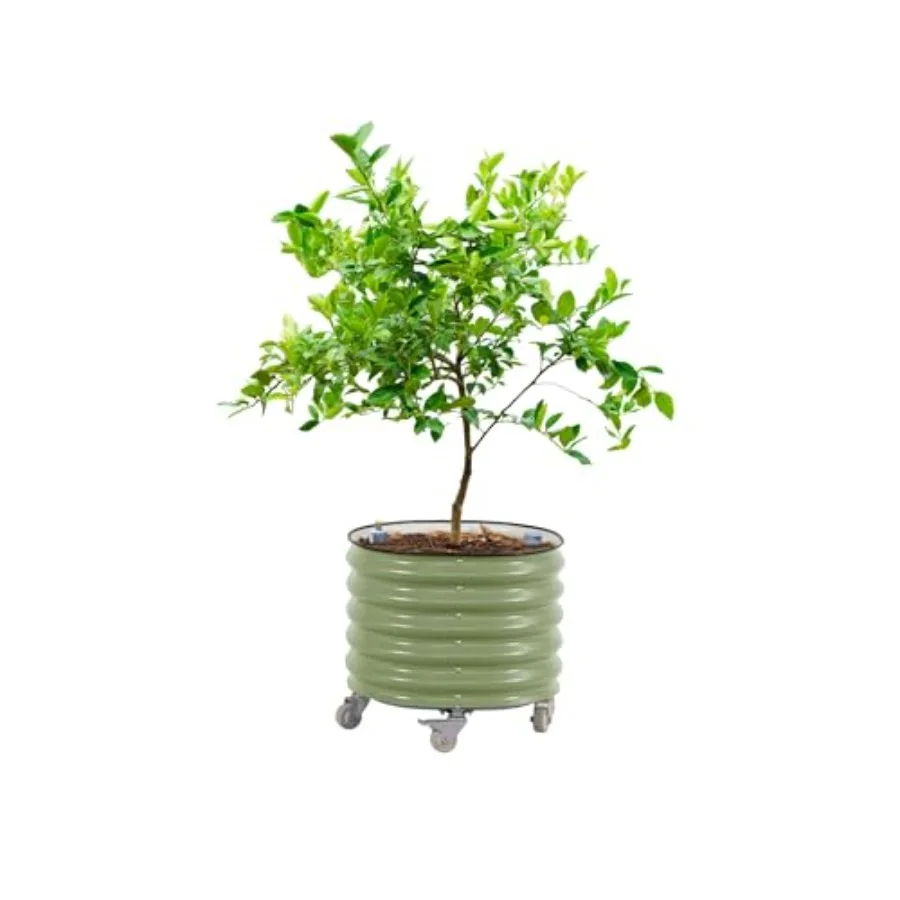 Rolling Citrus Tree Planter Ge - огляд і ціна Self Watering Planter