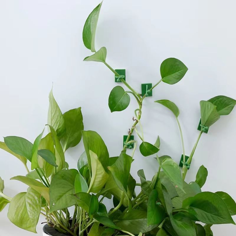 Self‑Adhesive Plant Climbing W - огляд і ціна Indoor Herb Garden