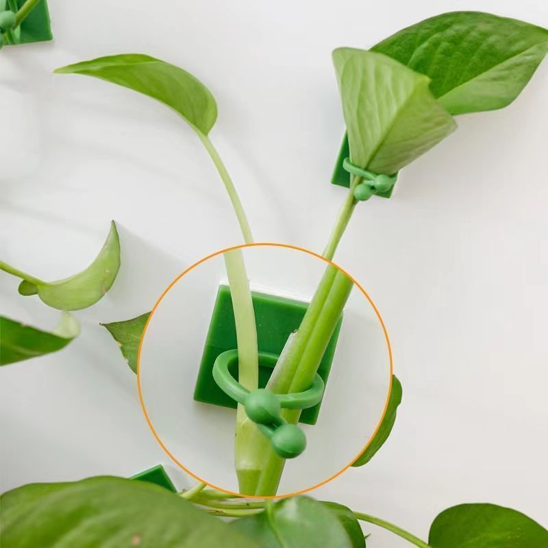 Self‑Adhesive Plant Climbing W - огляд і ціна Indoor Herb Garden